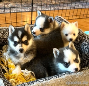 Kastho Pomsky Welpen !!