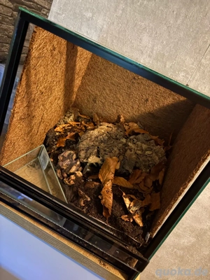 Vampirkrabbenterrarium mit 3 Rückwänden, Draignage, Bodengrund, Buchenlaub, Lampe ect