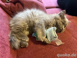 kitten Britisch (BLH) (BKH)