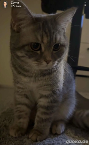 Britisch Kurzhaar Katze   5 Monate alt   mit Katzenhaus & Toilette