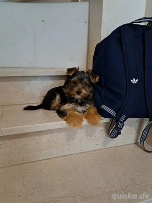 Wunderschöne, liebenswerte, kleine Yorkshire Terrier welpen.