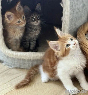 Maine coon Kitten mit Gesundheitszeugnis