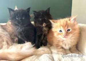 Süße Maine Coon Babys suchen liebevolles Zuhause
