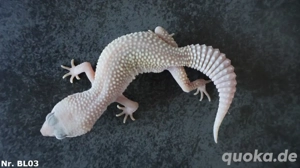 1,2 Leopardgecko Gruppe Blizzard