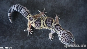 1,2 Mack Snow (het) Eclipse Leopardgecko Männchen Weibchen