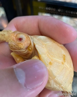 Albino Sulcata Schildkröten