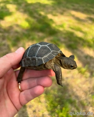 Aldabra Riesenschildkröten Jungtiere