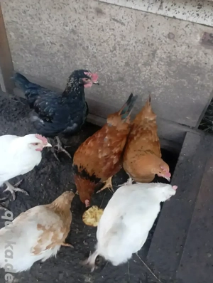 6 Hähne zu verschenken 