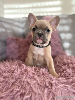Französische Bulldoggen Welpen Rüden 