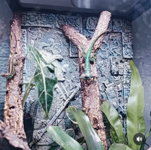 Martinique Anolis 1,1 