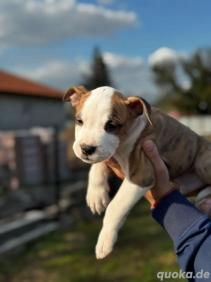 Zu Verkaufen steht ein Americannstaffort Terrier 