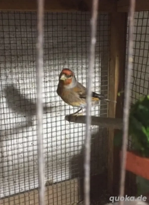 Stieglitz x kanarien 
