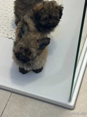 2 rüden pomapoo welpen 