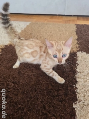 Bengal Weibchen mit Stammbaum Eltern 10 Tests Kitten Katze Kater 