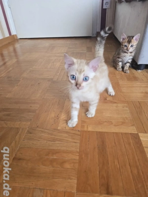 Bengal Weibchen mit Stammbaum Eltern 10 Tests Kitten Katze Kater 