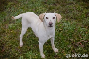 *FRIEDA* - Die soziale Junghündin wird auf ein Leben in der eigenen Familie vorbereitet