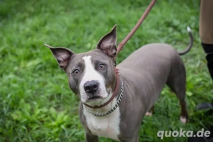 *SMOKEY* Wer hat Erfahrung im Umgang mit dieser Hunderasse und möchte Smokey gerne zu sich nehmen?