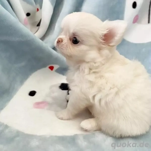 Super chihuahua Welpen