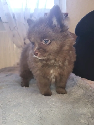 Chihuahua Pomchi Pomeranian Welpen 