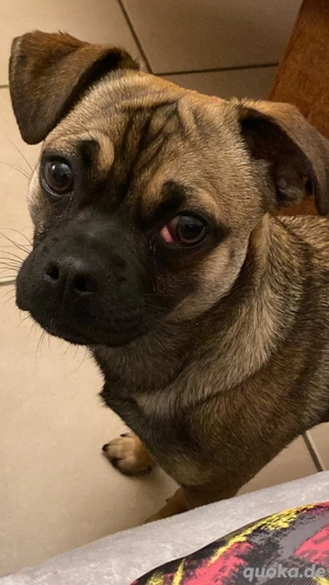 Mops Mix 1,5 Jahre männlich