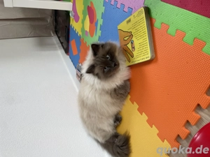 Ragdoll Kater Blue Point