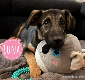 Luna, bezauberndes Welpenmädchen