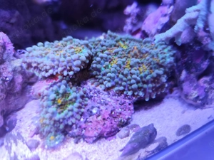 Meerwasser Inhalt Abverkauf , Erst Korallen dann Fische.. Riffaquarium