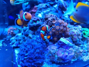 Meerwasser Stöcke bzw , Ableger zu verk.. Riffaquarium Bild 9