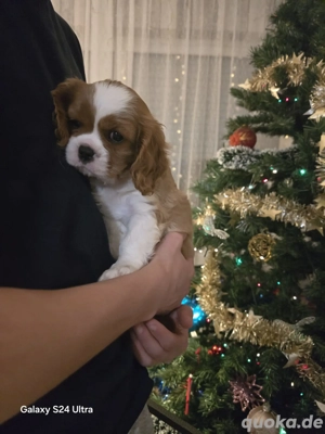 Cavalier King Charles Spaniel Welpen 