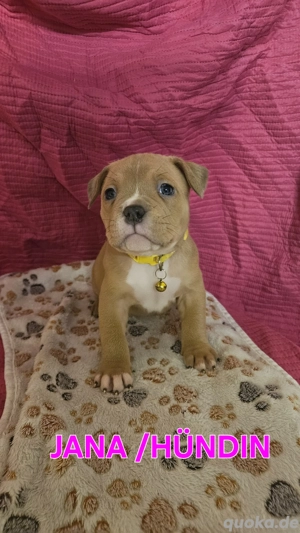 American Bully Pocket Welpen