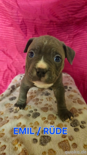 American Bully Pocket Welpen