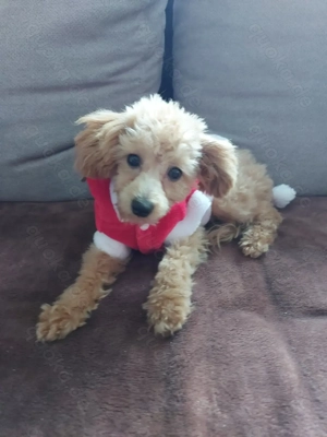 Toypudel Welpen Stammbaum