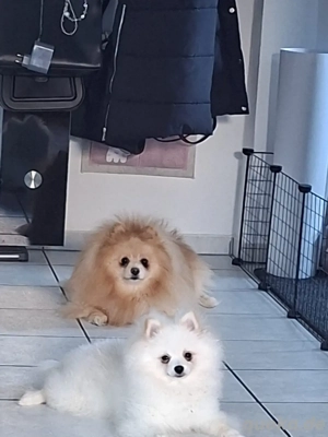Zwergspitz Pomeranian Rüde