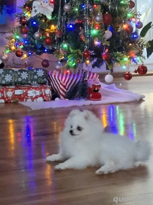 Zwergspitz Pomeranian Rüde Bild 4