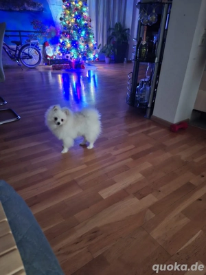 Zwergspitz Pomeranian Rüde Bild 2