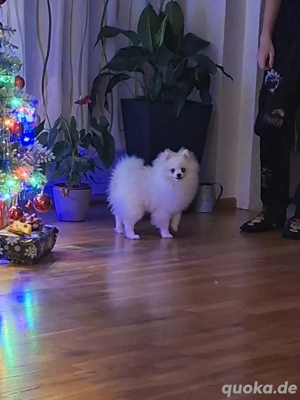 Zwergspitz Pomeranian Rüde Bild 3