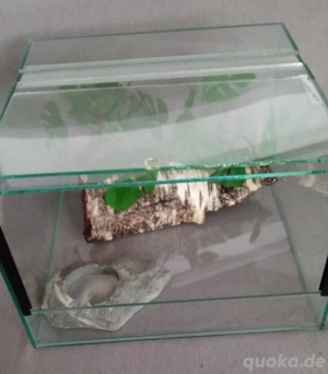 Glasterrarium - 30x30x20 cm