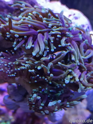 Meerwasser Korallen abzugeben