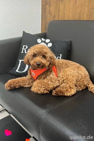 Klein Pudel Deckrüde