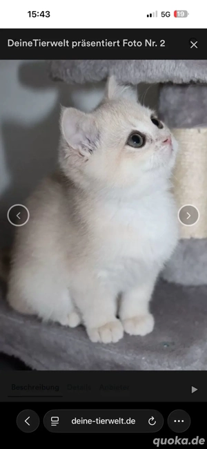 BLH BKH KItten black blue gold golden shaded point shell reinrassig Stammbaum