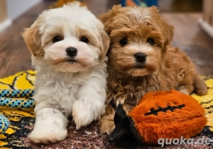 Havaneser Welpen   4 gesunde, liebevoll 