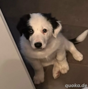 Reinrassige Border Collie Welpen