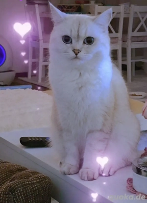 BKH sucht ein liebevolles Zuhause. 