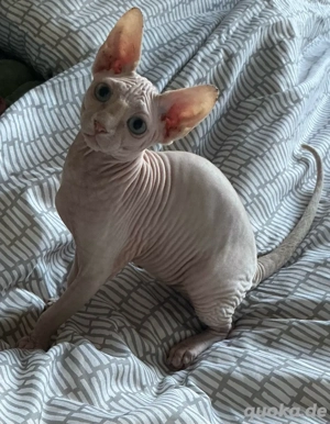 Canadische Sphinx-Kätzchen 