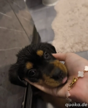 Wunderschöner Welpe abzugeben