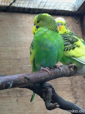 Farbwellensittiche, Wellensittich, Jungtiere 