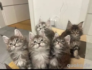 Reinrassige XXL-Maine-Coon-Kätzchen kostenlos zur Adoption