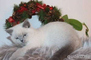 Süsse reinrassige BKH-Kitten suchen ein neues Zuhause