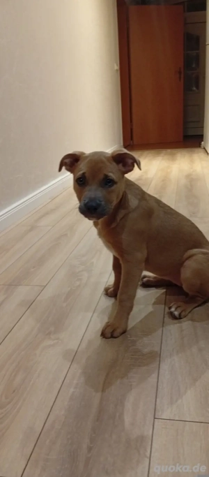 Verkaufe 12 Wochen alten American Staffordshire 