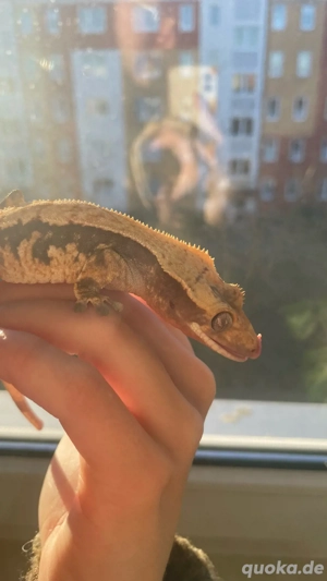 Kronengecko Weibchen